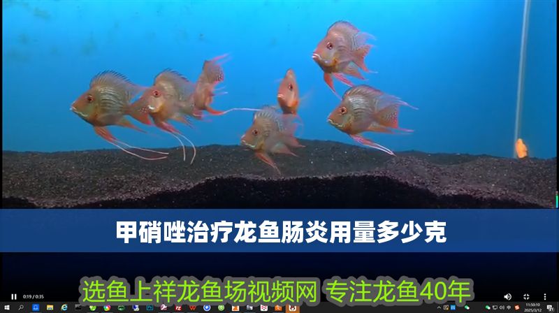 甲硝唑治療龍魚腸炎用量多少克