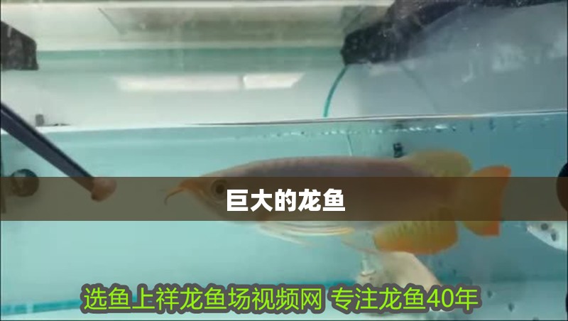 巨大的龍魚