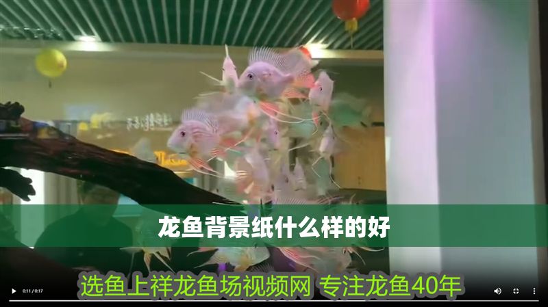 龍魚背景紙什么樣的好