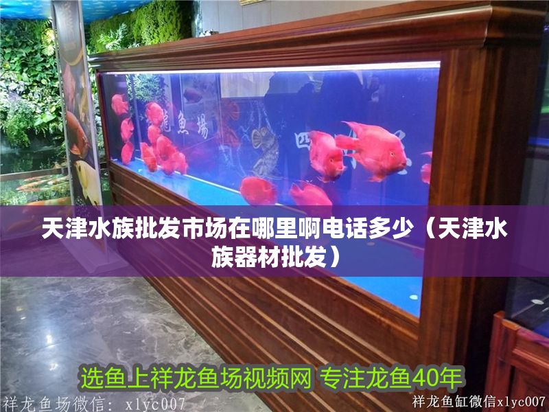 天津水族批發(fā)市場在哪里啊電話多少（天津水族器材批發(fā)） 天津水族批發(fā)市場在哪里啊電話多少（天津水族器材批發(fā)） 龍魚百科 第1張