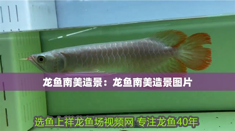 龍魚南美造景：龍魚南美造景圖片