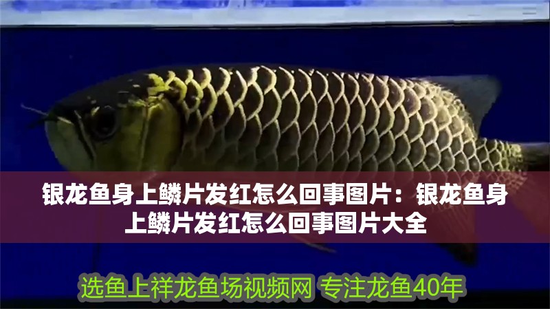 銀龍魚身上鱗片發紅怎么回事圖片：銀龍魚身上鱗片發紅怎么回事圖片大全 銀龍魚身上鱗片發紅怎么回事圖片：銀龍魚身上鱗片發紅怎么回事圖片大全 水族問答