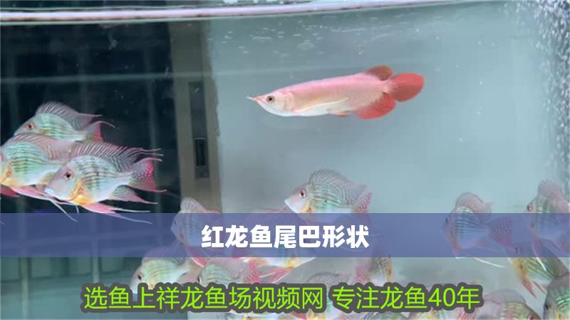 紅龍魚尾巴形狀