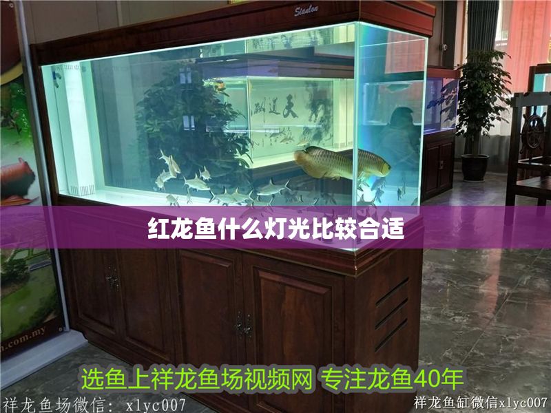 紅龍魚什么燈光比較合適