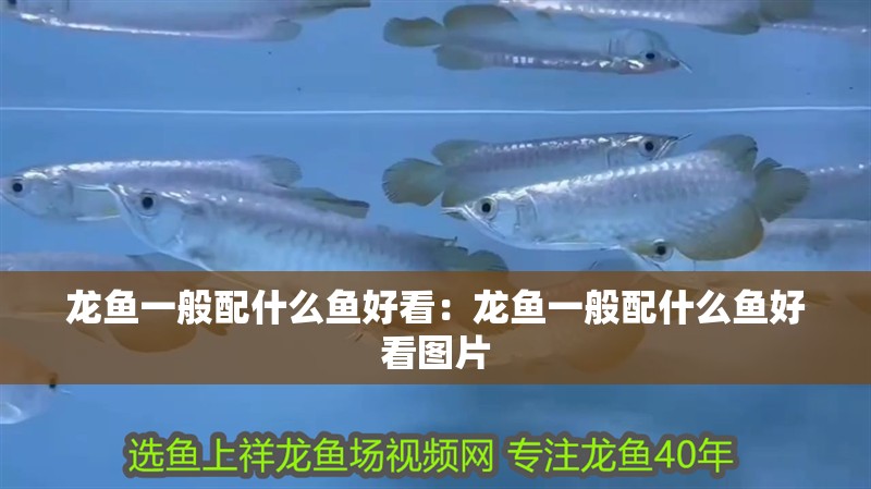 龍魚一般配什么魚好看：龍魚一般配什么魚好看圖片