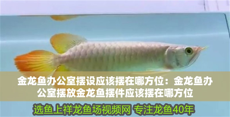 金龍魚辦公室擺設應該擺在哪方位：金龍魚辦公室擺放金龍魚擺件應該擺在哪方位 金龍魚辦公室擺設應該擺在哪方位：金龍魚辦公室擺放金龍魚擺件應該擺在哪方位 龍魚百科
