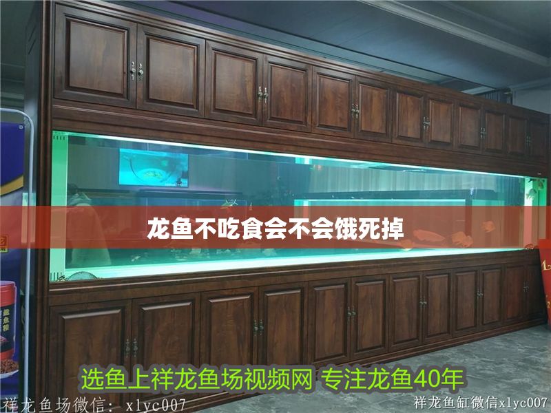 龍魚不吃食會不會餓死掉