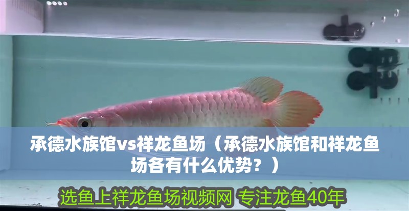 <strong><mark>承德</mark></strong>水族館vs祥龍魚場（<strong><mark>承德</mark></strong>水族館和祥龍魚場各有什么優(yōu)勢？）