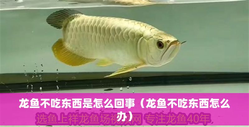 龍魚不吃東西是怎么回事（龍魚不吃東西怎么辦）