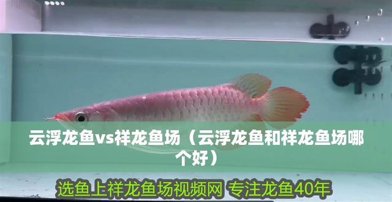 云浮龍魚vs祥龍魚場（云浮龍魚和祥龍魚場哪個好）