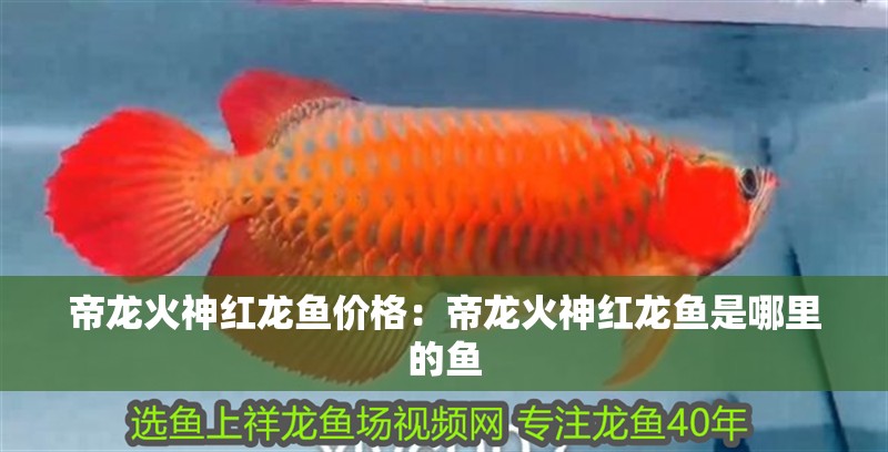 帝龍火神紅龍魚價格：帝龍火神紅龍魚是哪里的魚