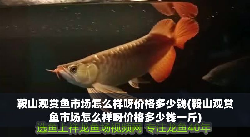 鞍山觀賞魚市場怎么樣呀價(jià)格多少錢(鞍山觀賞魚市場怎么樣呀價(jià)格多少錢一斤)