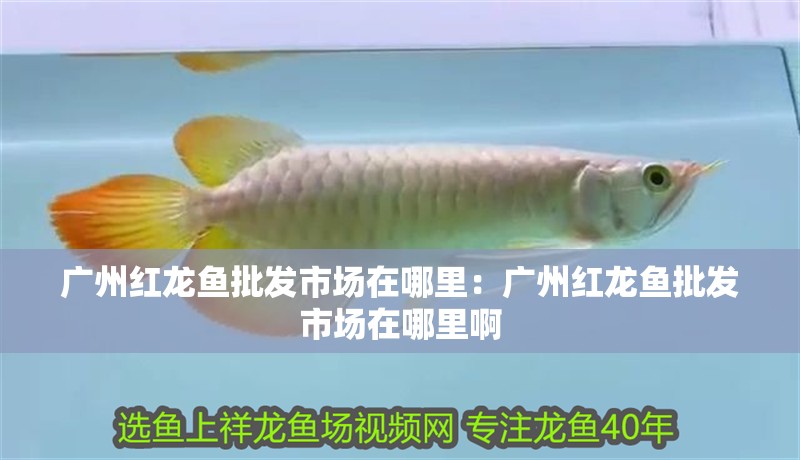 廣州紅龍魚批發市場在哪里：廣州紅龍魚批發市場在哪里啊
