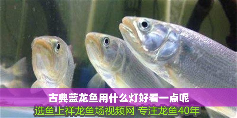 古典藍(lán)龍魚用什么燈好看一點(diǎn)呢