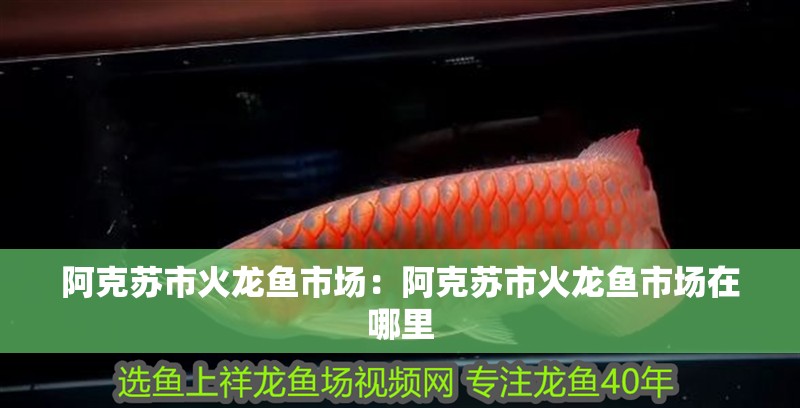阿克蘇市火龍魚市場：阿克蘇市火龍魚市場在哪里