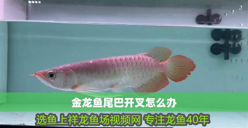 金龍魚尾巴開叉怎么辦