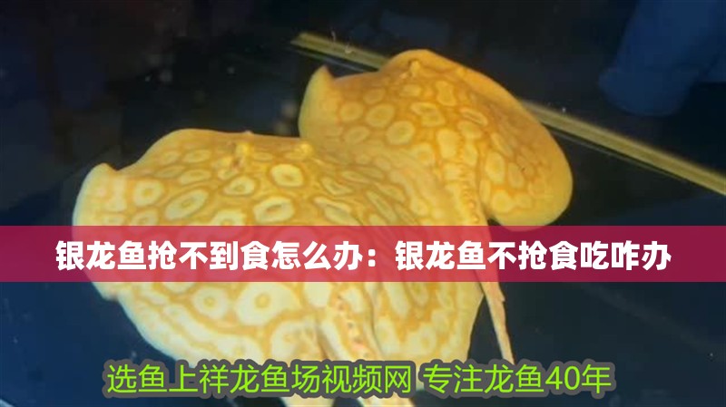銀龍魚搶不到食怎么辦：銀龍魚不搶食吃咋辦 銀龍魚搶不到食怎么辦：銀龍魚不搶食吃咋辦 水族問答