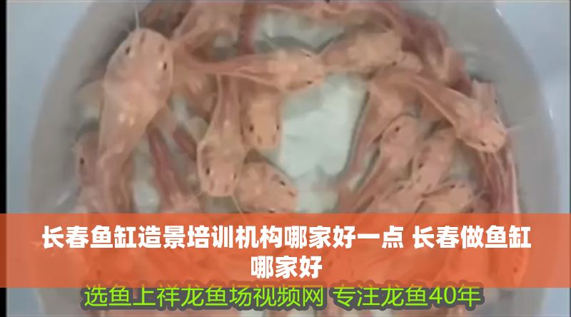 長春魚缸造景培訓機構哪家好一點 長春做魚缸哪家好