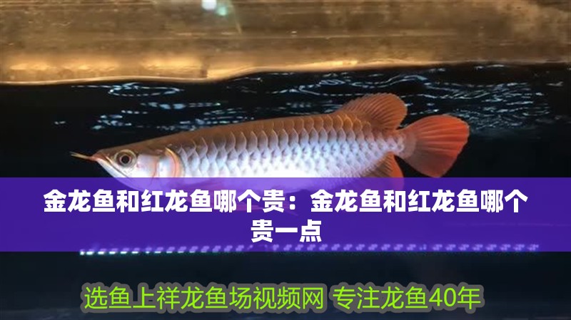 金龍魚和紅龍魚哪個貴：金龍魚和紅龍魚哪個貴一點 金龍魚和紅龍魚哪個貴：金龍魚和紅龍魚哪個貴一點 水族問答