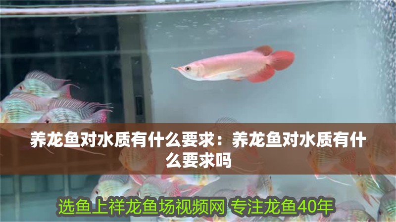 養(yǎng)龍魚對水質(zhì)有什么要求：養(yǎng)龍魚對水質(zhì)有什么要求嗎
