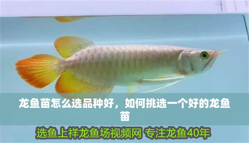 龍魚苗怎么選品種好，如何挑選一個好的龍魚苗