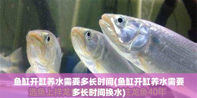 魚缸開(kāi)缸養(yǎng)水需要多長(zhǎng)時(shí)間(魚缸開(kāi)缸養(yǎng)水需要多長(zhǎng)時(shí)間換水) 魚缸開(kāi)缸養(yǎng)水需要多長(zhǎng)時(shí)間(魚缸開(kāi)缸養(yǎng)水需要多長(zhǎng)時(shí)間換水) 龍魚百科 第1張