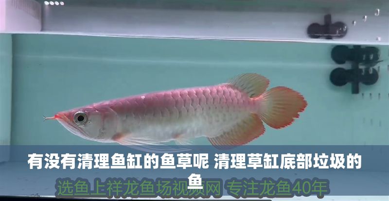 有沒有清理魚缸的魚草呢 清理草缸底部垃圾的魚