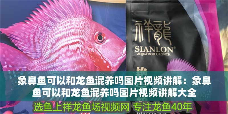 象鼻魚可以和龍魚混養嗎圖片視頻講解：象鼻魚可以和龍魚混養嗎圖片視頻講解大全