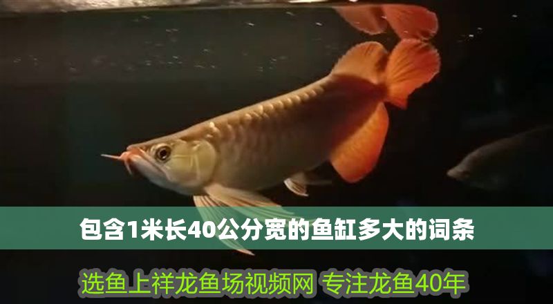 包含1米長40公分寬的魚缸多大的詞條 包含1米長40公分寬的魚缸多大的詞條 龍魚百科 第1張