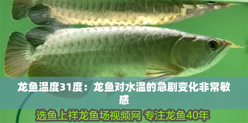 龍魚溫度31度：龍魚對水溫的急劇變化非常敏感 龍魚溫度31度：龍魚對水溫的急劇變化非常敏感 龍魚百科 第2張
