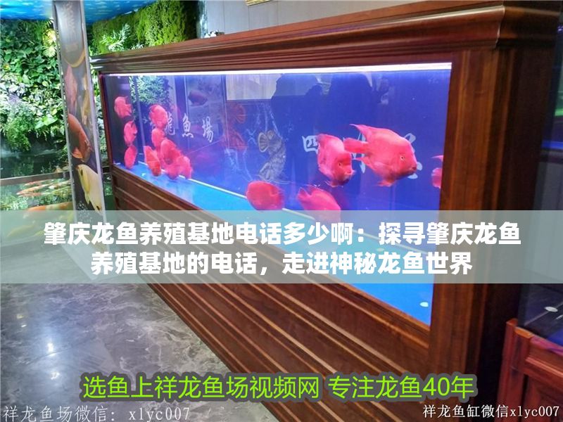 肇慶龍魚養(yǎng)殖基地電話多少啊：探尋肇慶龍魚養(yǎng)殖基地的電話，走進神秘龍魚世界