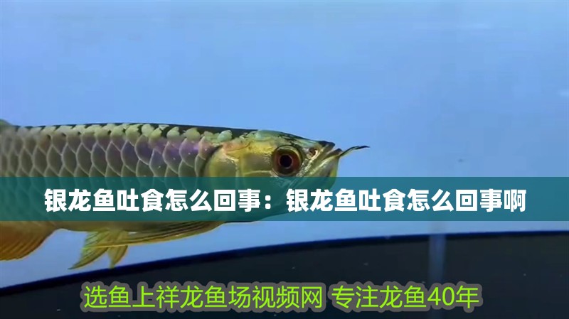 銀龍魚吐食怎么回事：銀龍魚吐食怎么回事啊