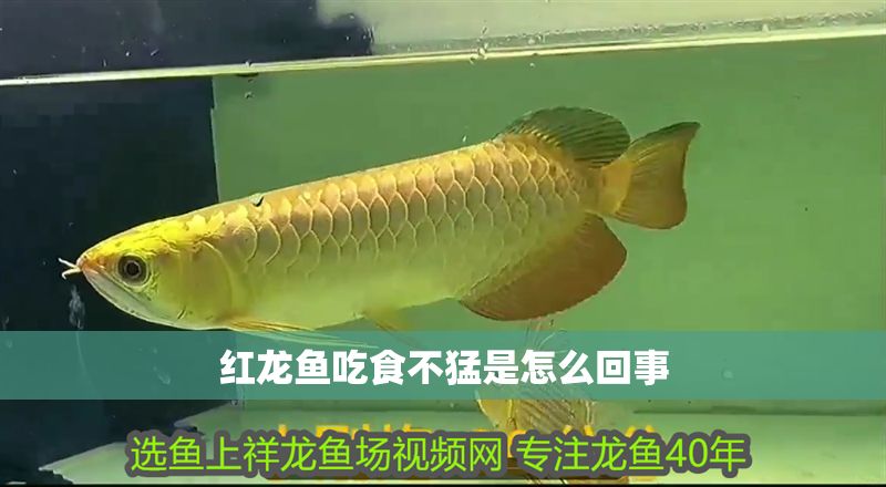 紅龍魚吃食不猛是怎么回事