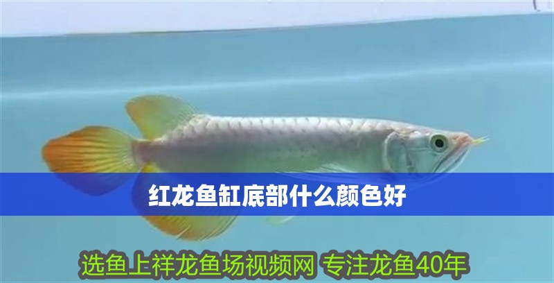 紅龍魚缸底部什么顏色好