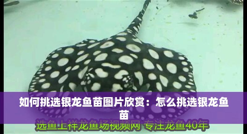 如何挑選銀龍魚苗圖片欣賞:怎么挑選銀龍魚苗 龍魚百科 第1張 如何挑選銀龍魚苗圖片欣賞:怎么挑選銀龍魚苗 如何挑選銀龍魚苗圖片欣賞:怎么挑選銀龍魚苗 龍魚百科 第1張