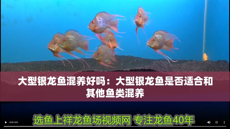 大型銀龍魚混養(yǎng)好嗎：大型銀龍魚是否適合和其他魚類混養(yǎng)