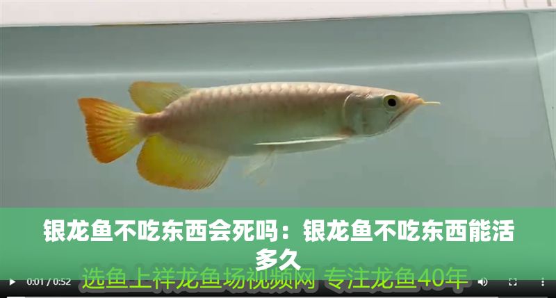 銀龍魚不吃東西會死嗎：銀龍魚不吃東西能活多久