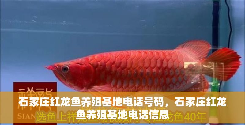 石家莊紅龍魚養(yǎng)殖基地電話號碼，石家莊紅龍魚養(yǎng)殖基地電話信息