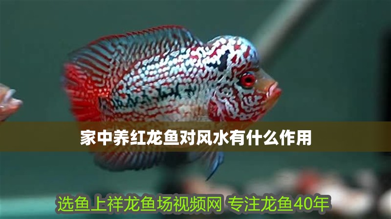 家中養紅龍魚對風水有什么作用 家中養紅龍魚對風水有什么作用 龍魚百科 第2張