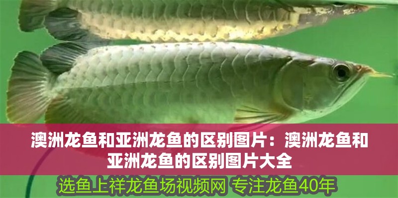 澳洲龍魚和亞洲龍魚的區別圖片：澳洲龍魚和亞洲龍魚的區別圖片大全 澳洲龍魚和亞洲龍魚的區別圖片：澳洲龍魚和亞洲龍魚的區別圖片大全 水族問答