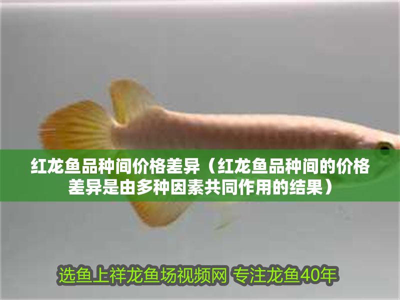 紅龍魚品種間價格差異（紅龍魚品種間的價格差異是由多種因素共同作用的結(jié)果）