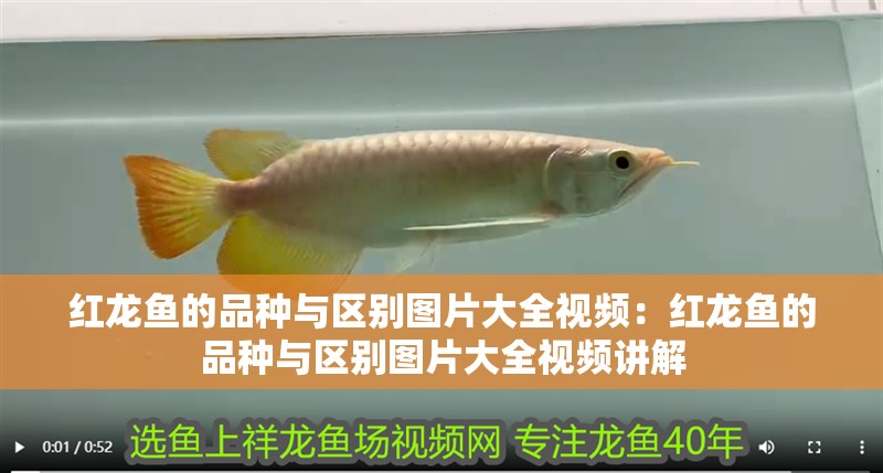 紅龍魚的品種與區別圖片大全視頻:紅龍魚的品種與區別圖片大全視頻講解 水族問答 紅龍魚的品種與區別圖片大全視頻:紅龍魚的品種與區別圖片大全視頻講解 紅龍魚的品種與區別圖片大全視頻:紅龍魚的品種與區別圖片大全視頻講解 水族問答