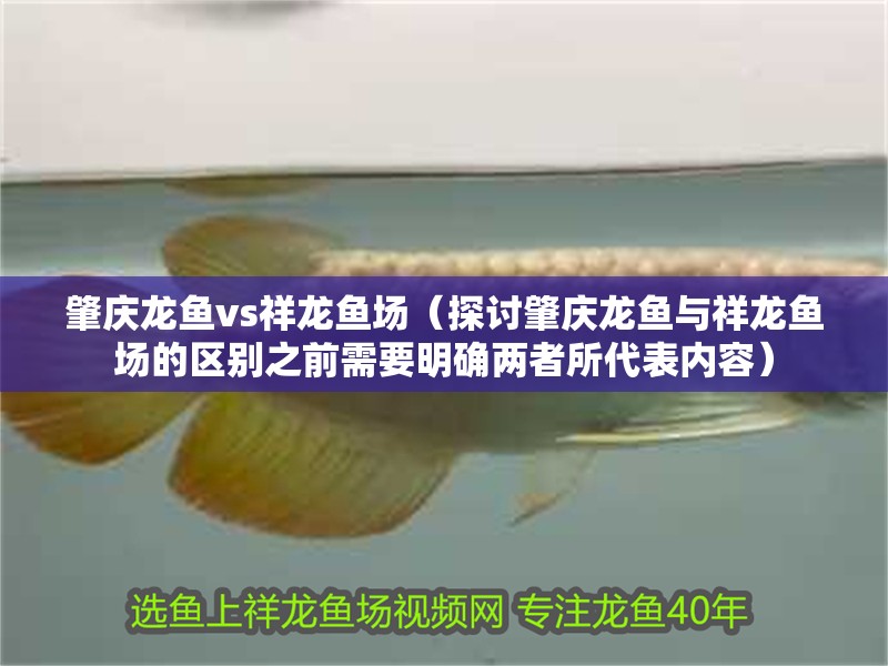 肇慶龍魚vs祥龍魚場（探討肇慶龍魚與祥龍魚場的區(qū)別之前需要明確兩者所代表內容）