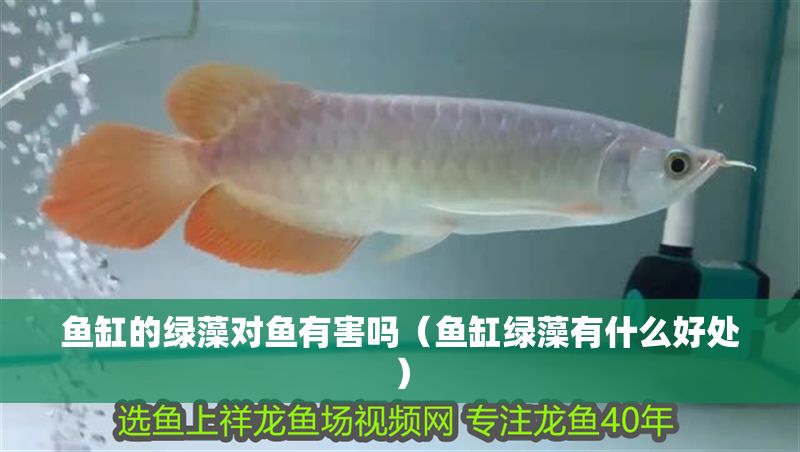 魚缸的綠藻對魚有害嗎（魚缸綠藻有什么好處）