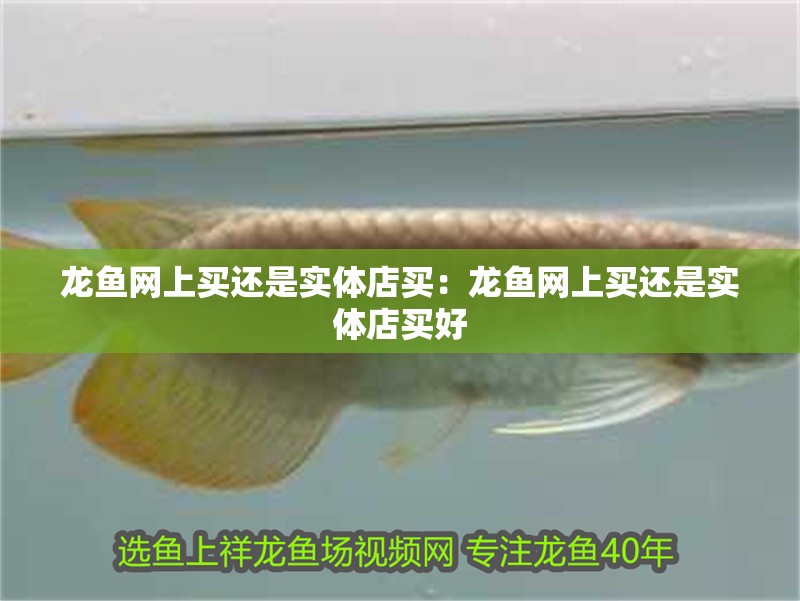 龍魚網(wǎng)上買還是實體店買：龍魚網(wǎng)上買還是實體店買好