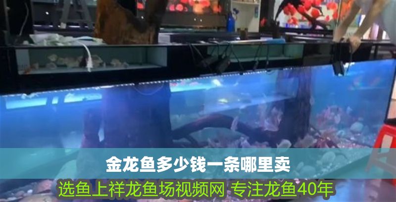金龍魚多少錢一條哪里賣 金龍魚多少錢一條哪里賣 龍魚百科 第2張