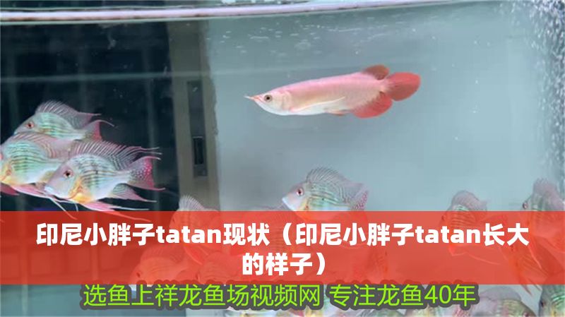 印尼小胖子tatan現狀（印尼小胖子tatan長大的樣子）