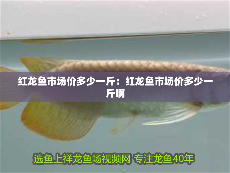 紅龍魚市場(chǎng)價(jià)多少一斤:紅龍魚市場(chǎng)價(jià)多少一斤啊 水族問答 紅龍魚市場(chǎng)價(jià)多少一斤:紅龍魚市場(chǎng)價(jià)多少一斤啊 紅龍魚市場(chǎng)價(jià)多少一斤:紅龍魚市場(chǎng)價(jià)多少一斤啊 水族問答