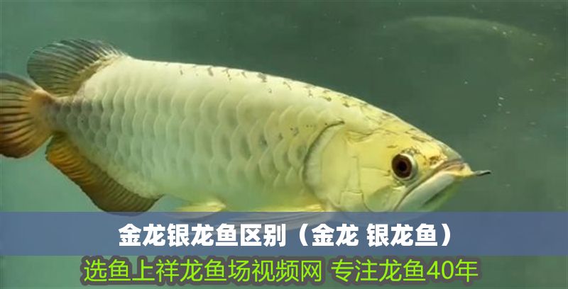 金龍銀龍魚區別（金龍 銀龍魚）