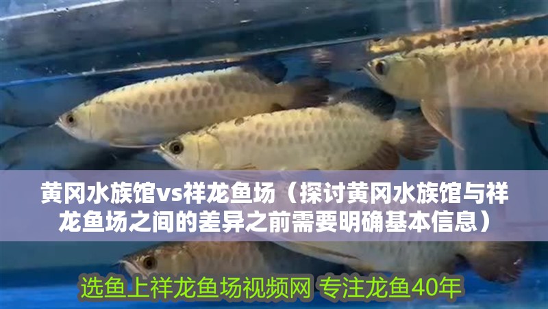 黃岡水族館vs祥龍魚場（探討黃岡水族館與祥龍魚場之間的差異之前需要明確基本信息）